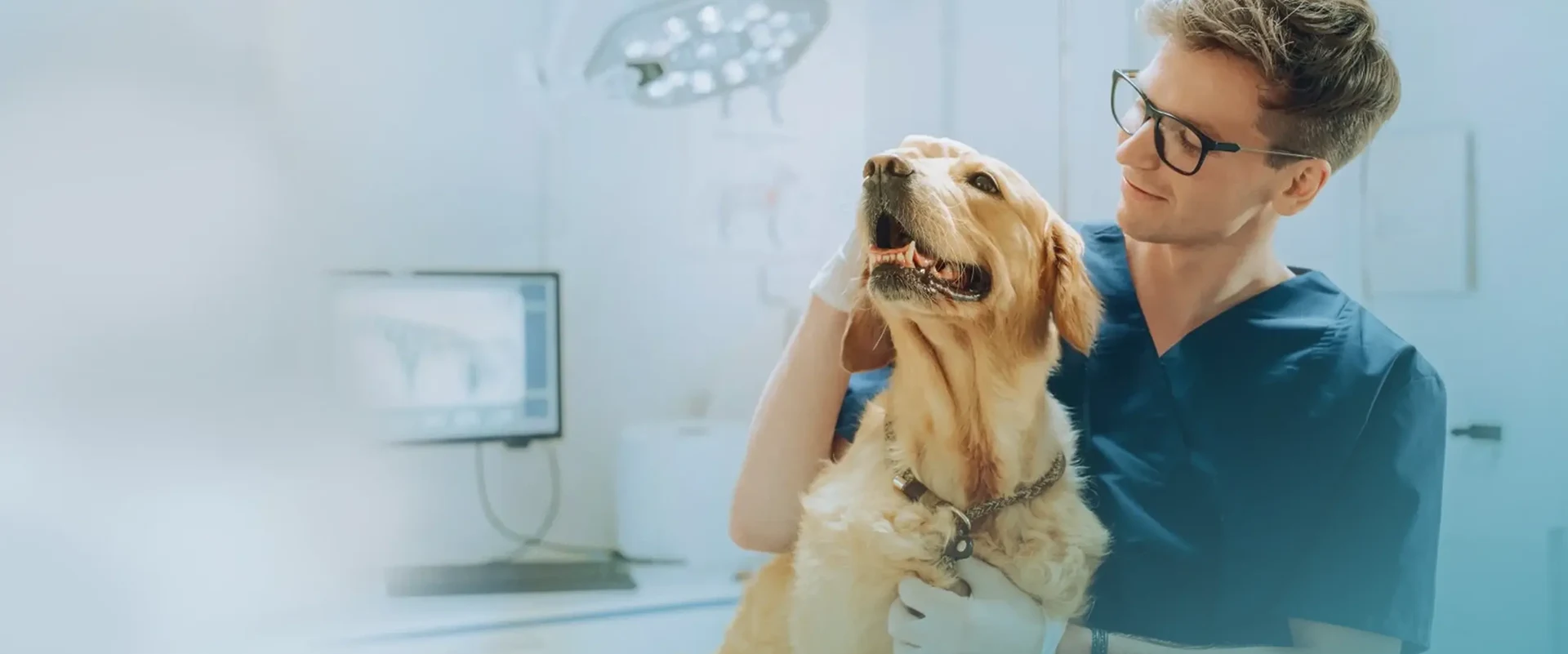 Veterinario examinando a un golden retriever