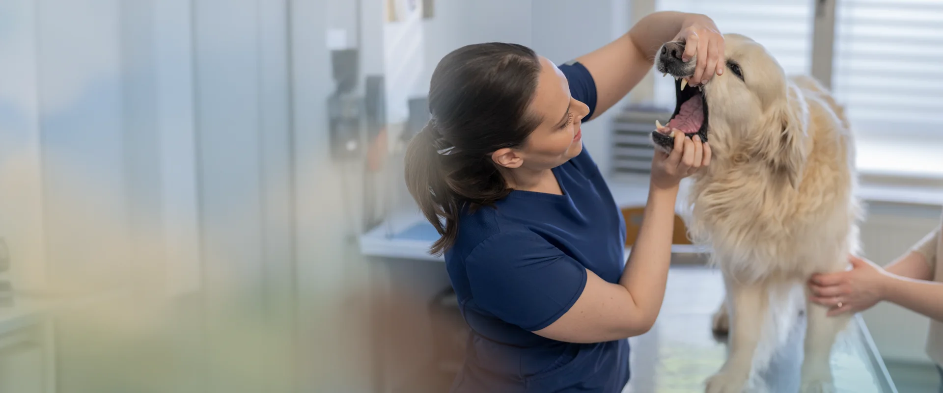 Dog dental check at veterinary clinic with digital radiography equipment