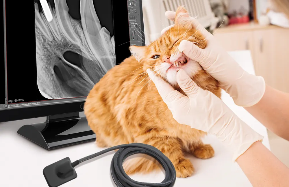 Veterinary dental check for cat with X-ray monitor in clinic