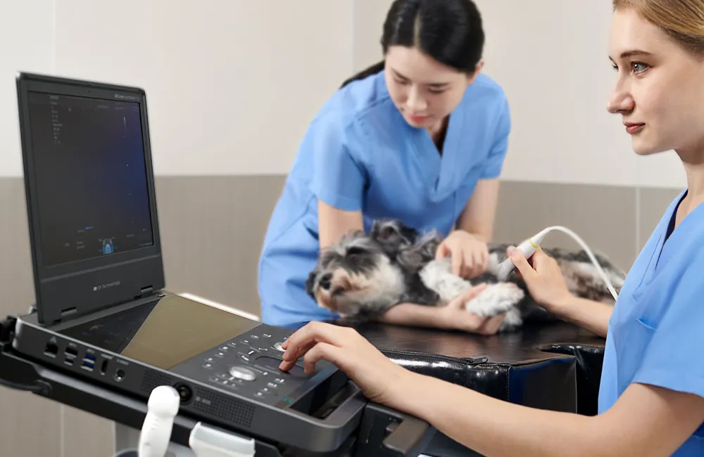 Dog ultrasound examination with ORsono Portable V11 and veterinary team