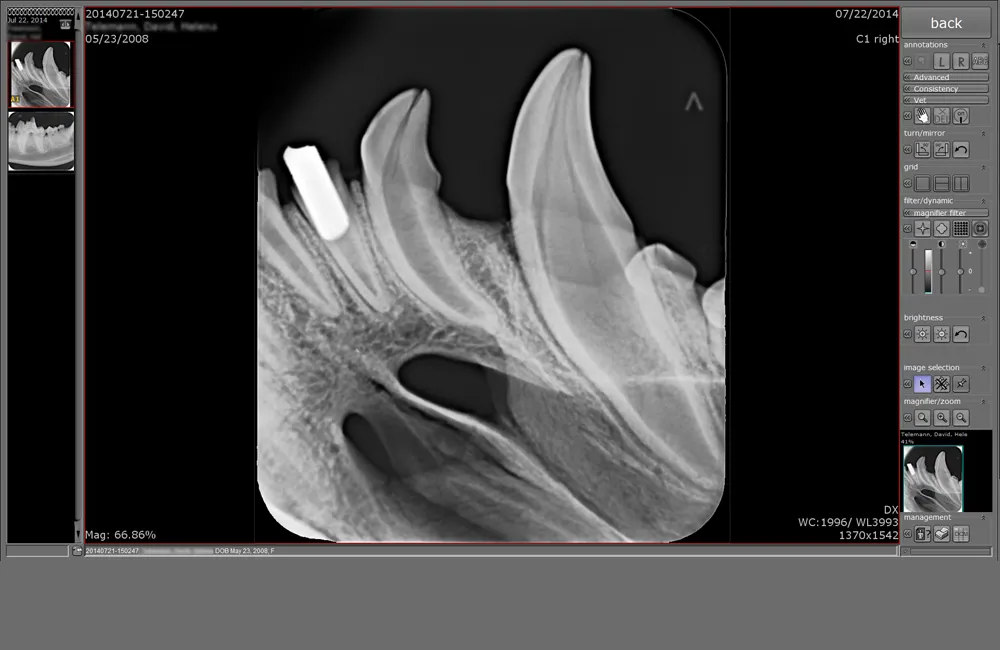 dicomPACS DXR software displaying veterinary digital X-ray images