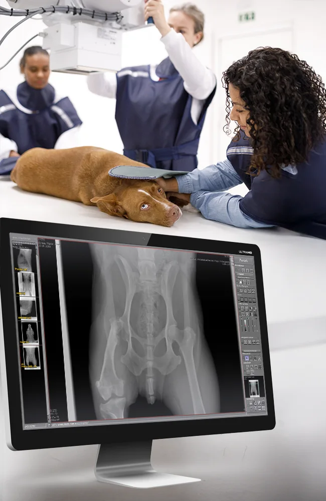 Dog radiography with veterinarians using radiation shield and adjusting X-ray generator