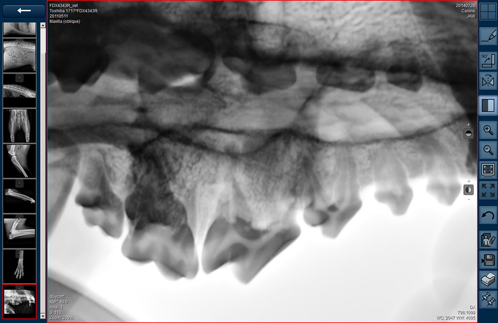 Veterinary X-ray image showing horse teeth