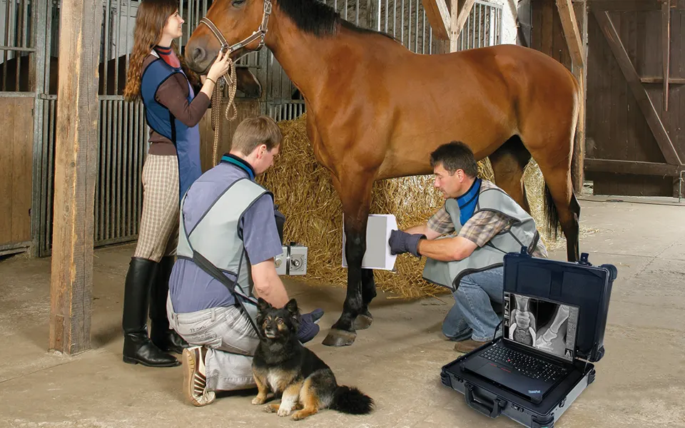 Veterinary team performing DR X-ray on horse in stable