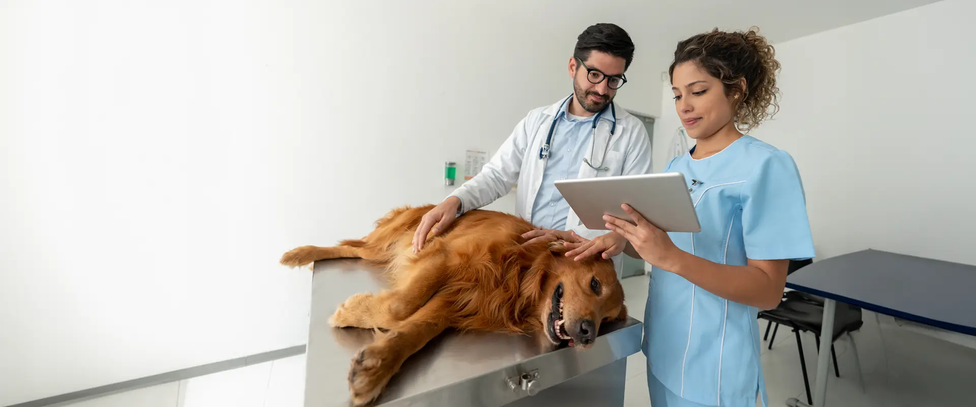 Veterinary team examining dog on patient table using dicomPACS vet on tablet