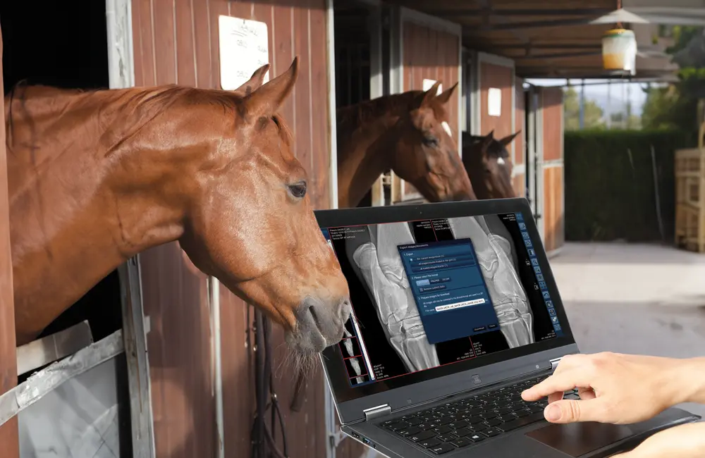 Equine digital radiograph shown on laptop with horses behind in stall