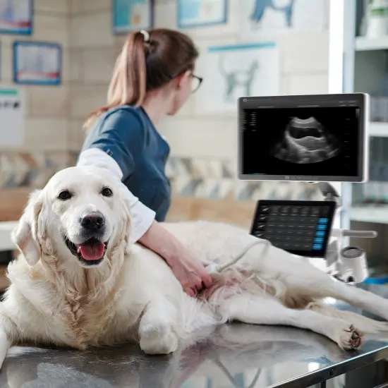 Ultrasound systems for veterinarians