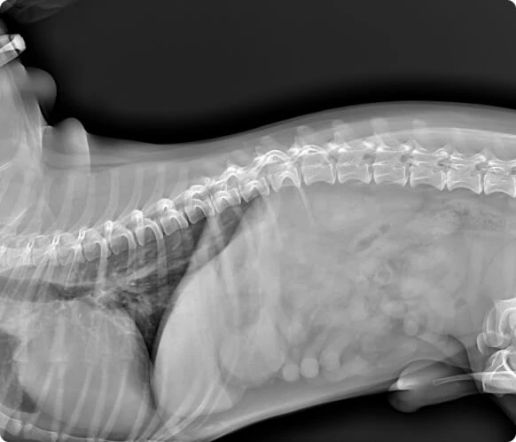Veterinay X-ray image by or4vet